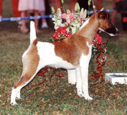 Leicka von der Bismarckquelle | Smooth Fox Terrier 