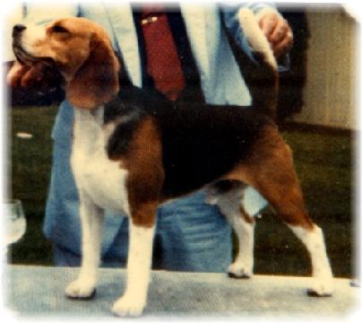 Chardon Belmont Stakes | Beagle 