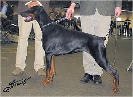 Gravin Luna v. Neerlands Stam (NHSB 2372406) | Black Doberman Pinscher