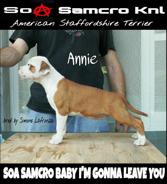 SOA Samcro Baby I'm Gonna Leave You | American Staffordshire Terrier 