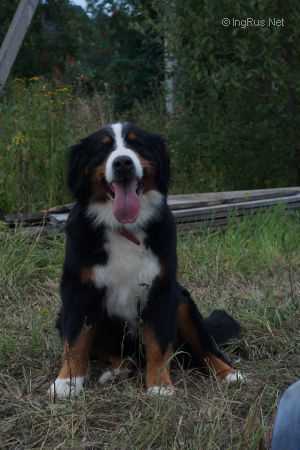 SENNENHUND ROSSII ODEL | Bernese Mountain Dog 