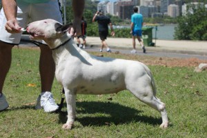 Bella Donna Sétima Dinastia | Bull Terrier 