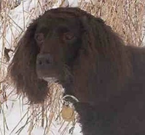 Little Brownies Cinnamon Teal | American Water Spaniel 