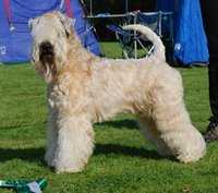 Baldringes Ringo Star | Soft Coated Wheaten Terrier 