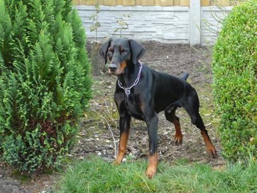 Vando v.d. Groote Maat | Black Doberman Pinscher