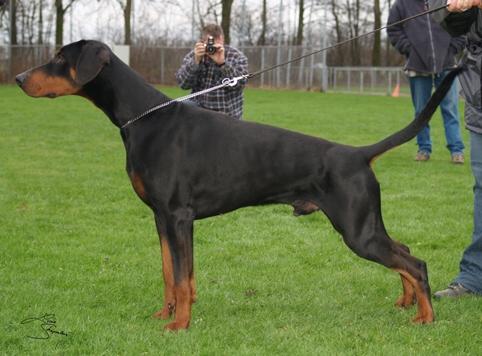 Ascomannis Igor | Black Doberman Pinscher