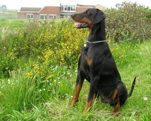 Hertog Eros Junior v. Thekeda | Black Doberman Pinscher