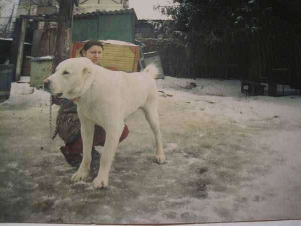 Balu | Central Asian Shepherd Dog 