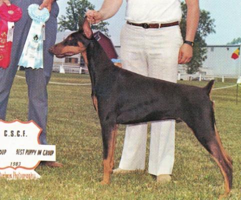 Alou Bo Brummel De Baviere | Brown Doberman Pinscher