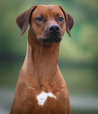 Dreamer's Way Alpine Mist | Rhodesian Ridgeback 