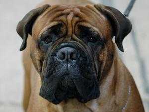 Heriol Ticketyboo Par Deux Avec Staxonoby | Bullmastiff 