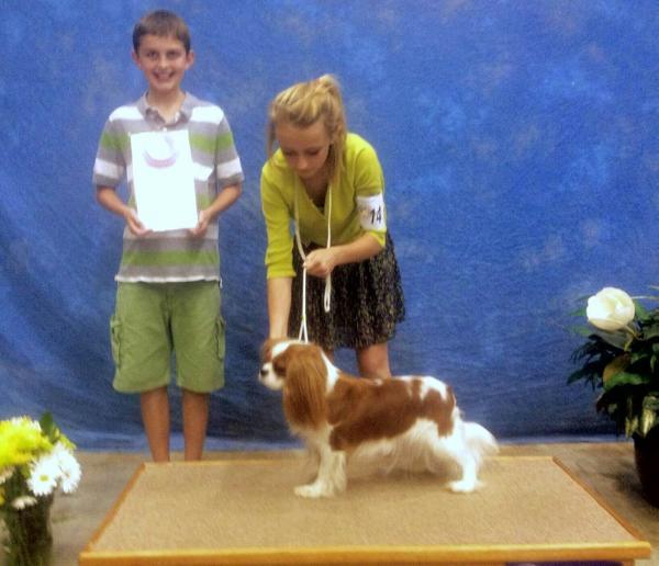 Aiyana Cimar's Charlie Tango | Cavalier King Charles Spaniel 