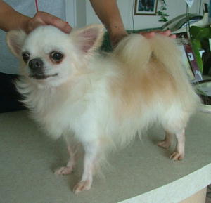 Misty Meadow'S Unico Amore Mex Fci | Chihuahua 