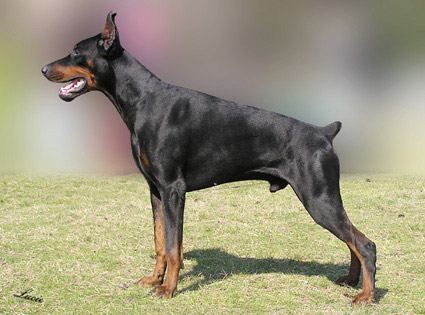 Falko z Tomky | Black Doberman Pinscher