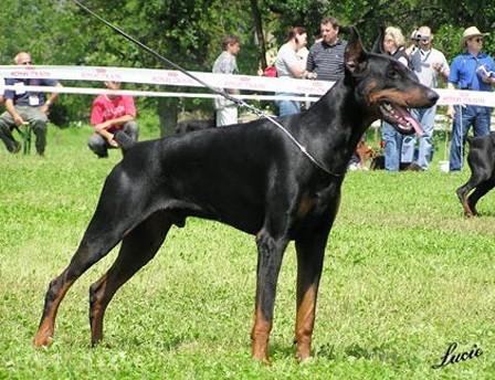 Flegon Foxy z Tomky | Black Doberman Pinscher