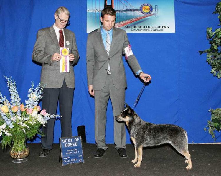 BIO's Destiny In The Desert | Australian Cattle Dog 