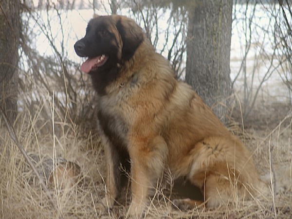 Lionhill's Faubara O Cha Cha | Leonberger 