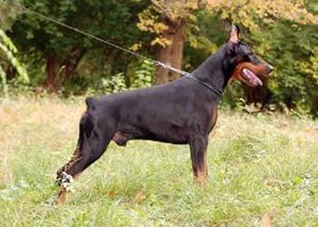 Graaf Picasso v. Neerlands Stam | Black Doberman Pinscher