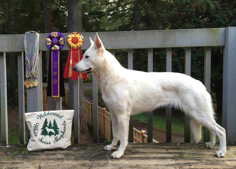 Electra Iz Beloy Brigady | White Swiss Shepherd Dog 