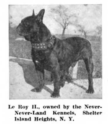 Le Roy II (Roi) 116483 | French Bulldog 