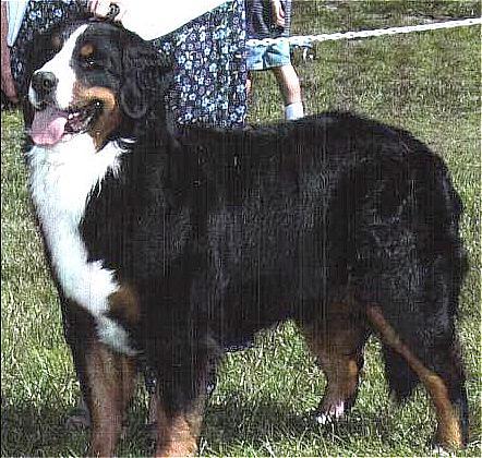 Allsgolds Sleigh Bells | Bernese Mountain Dog 