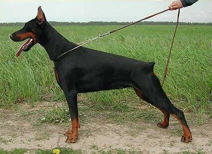 Smart Wood Hills Tigridia | Black Doberman Pinscher