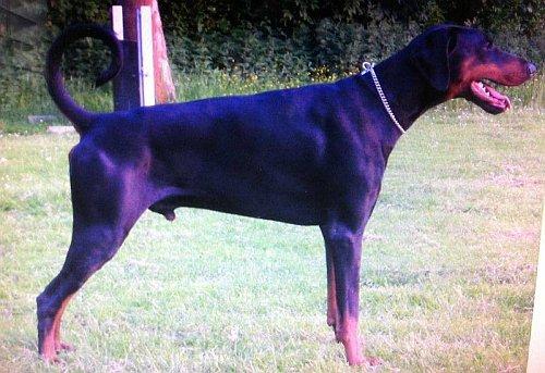 Hertog Faydo v. Thekeda | Black Doberman Pinscher