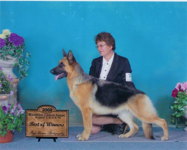 Penhall's Golden Treasure | German Shepherd Dog 