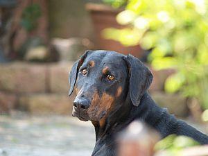 Elima v. Aesculap | Black Doberman Pinscher