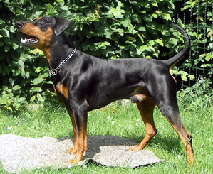 Barko vom Sommernachtstraum | German Pinscher 