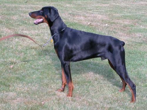 Rajan-Taros v.h. Oostdorp | Black Doberman Pinscher