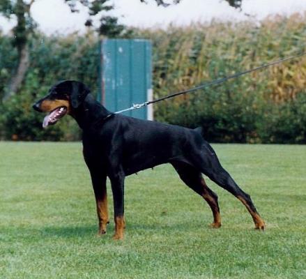 Quiera-Juna v. Schuylenburcht | Black Doberman Pinscher