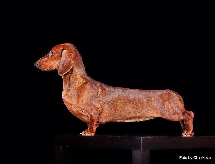 Russkiy Assorti'c Ya Takaya | Dachshund 