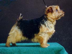 Richell Fire Water | Norfolk Terrier 