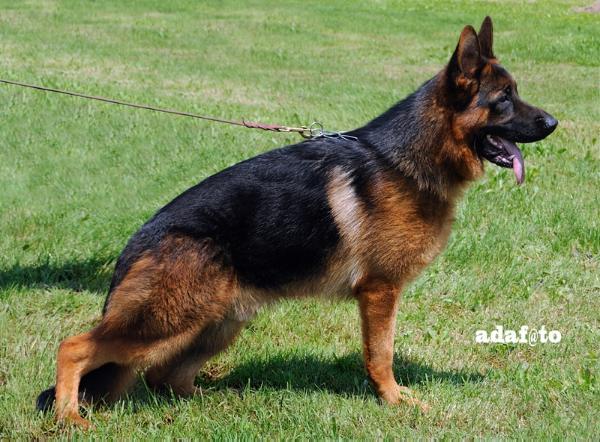 Urk della Valcuvia (2009) | German Shepherd Dog 