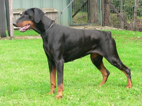 Noah v.h. Zwettebos | Black Doberman Pinscher