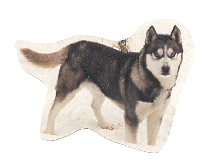 Chercon's Wild Timber | Siberian Husky 