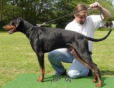 Aissil v.d. Drachenburg | Black Doberman Pinscher