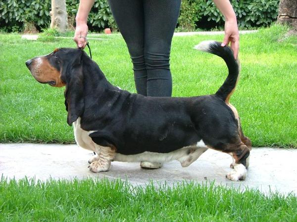 Big Long Blue's Tobias | Basset Hound 