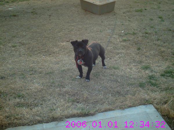 Rogue Crockett | American Pit Bull Terrier 