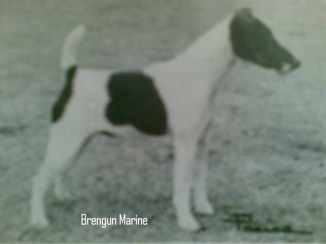 Brengun Marine | Smooth Fox Terrier 