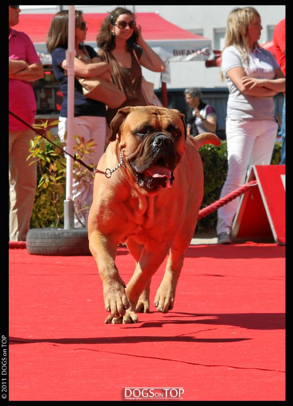 Potter da casa alto cristelo | Bullmastiff 