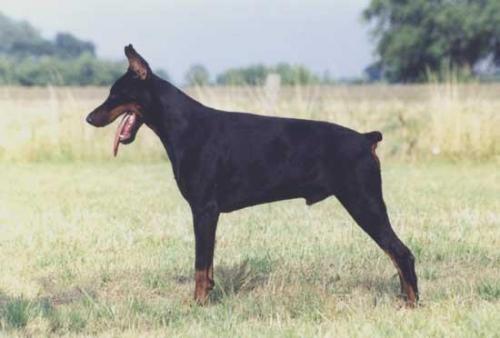 Trojan v. Stevinhage | Black Doberman Pinscher