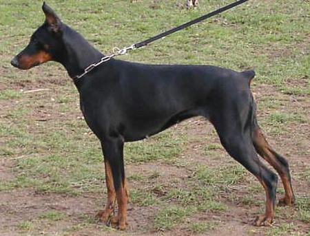 Martha v.d. Krillenburg | Black Doberman Pinscher