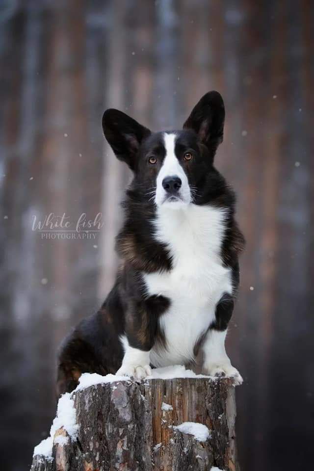 Solifert Vol'nyy Viking | Cardigan Welsh Corgi 