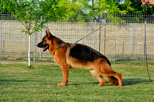 Mack vom Damjan Hof | German Shepherd Dog 
