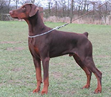 Alroy v.h. Wantishof | Brown Doberman Pinscher