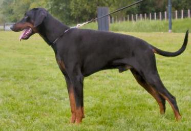 Donak v.d. Sonnenleite | Black Doberman Pinscher