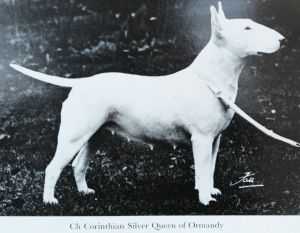 Corinthian Silver Queen of Ormandy | Bull Terrier 