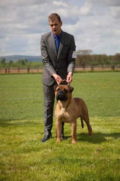 pleats apollo the son | Bullmastiff 